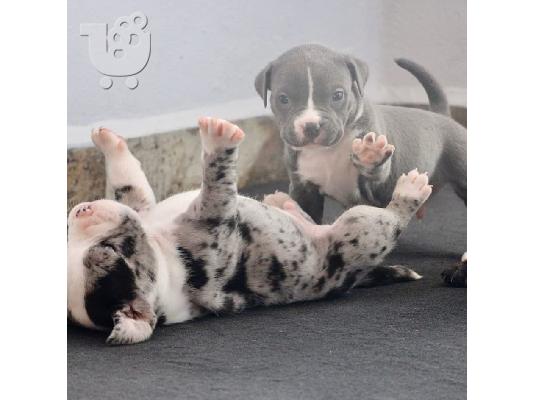 Πωλούνται κουτάβια Blue Pitbull